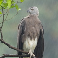 Grey-headed_Fish_Eagle-170714-112EOS1D-F1X23504-W.jpg