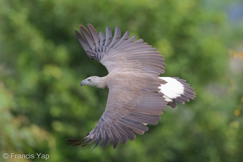 Grey-headed_Fish_Eagle-200922-100CANON-FY5R3643-W.jpg