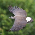 Grey-headed_Fish_Eagle-200922-100CANON-FY5R3643-W.jpg