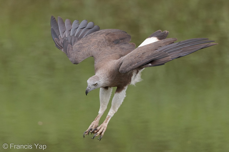 Grey-headed_Fish_Eagle-201006-103CANON-FY5R4494-W.jpg