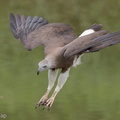 Grey-headed_Fish_Eagle-201006-103CANON-FY5R4494-W.jpg