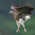 Grey-headed_Fish_Eagle-240313-219MSDCF-FYP00821-W.jpg