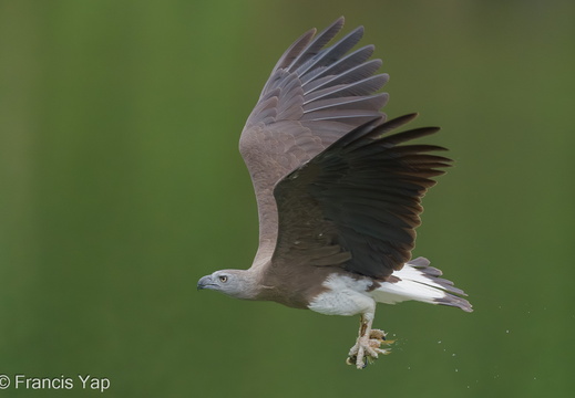 Grey-headed Fish Eagle - display this album Grey-headed Fish Eagle