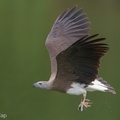 Grey-headed_Fish_Eagle-240321-220MSDCF-FYP00704-W.jpg