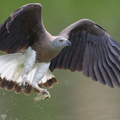 Grey-headed_Fish_Eagle-240325-220MSDCF-FYP02920-W.jpg