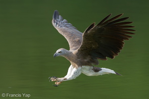 Grey-headed Fish Eagle-240521-228MSDCF-FYP08735-W.jpg