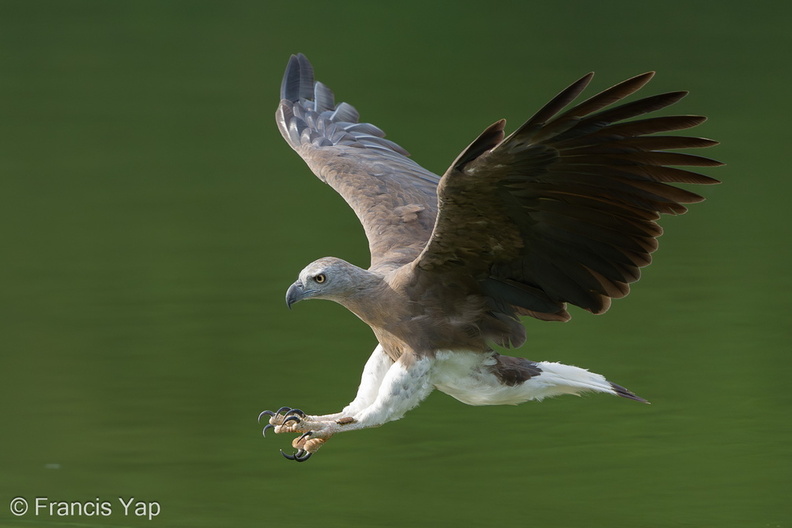 Grey-headed_Fish_Eagle-240521-228MSDCF-FYP08735-W.jpg