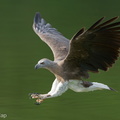 Grey-headed_Fish_Eagle-240521-228MSDCF-FYP08735-W.jpg