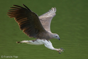 Grey-headed Fish Eagle-240523-228MSDCF-FYP09868-W.jpg