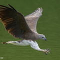 Grey-headed_Fish_Eagle-240523-228MSDCF-FYP09868-W.jpg