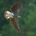 Grey-headed_Fish_Eagle-250609-110FRYAP-FYA02309-W.jpg
