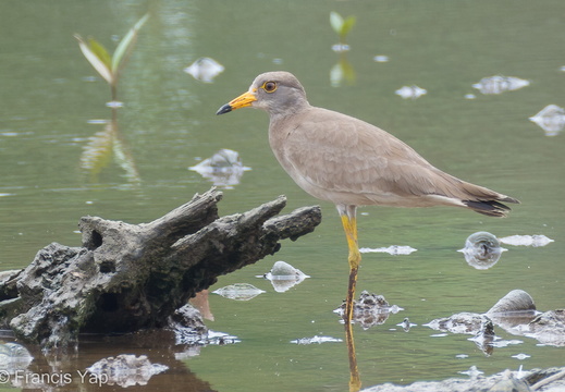 Grey-headed Lapwing