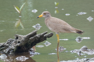 Grey-headed Lapwing-111105-109EOS7D-IMG_1133-W.jpg