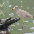 Grey-headed_Lapwing-111105-109EOS7D-IMG_1133-W.jpg