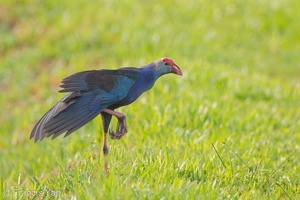 Grey-headed Swamphen-110601-103EOS1D-FYAP1154-W.jpg