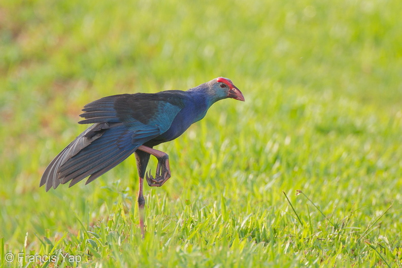 Grey-headed_Swamphen-110601-103EOS1D-FYAP1154-W.jpg