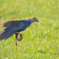 Grey-headed_Swamphen-110601-103EOS1D-FYAP1154-W.jpg