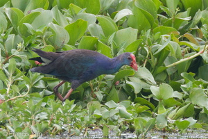 Grey-headed Swamphen-111026-108EOS7D-IMG_8627-W.jpg