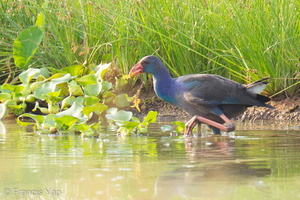 Grey-headed Swamphen-120628-112EOS1D-FYAP0473-W.jpg