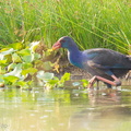 Grey-headed_Swamphen-120628-112EOS1D-FYAP0473-W.jpg