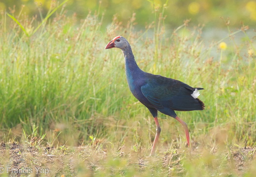 Grey-headed Swamphen