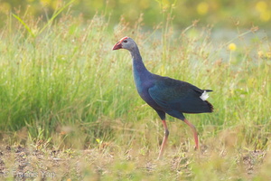 Grey-headed Swamphen-120628-112EOS1D-FYAP0795-W.jpg