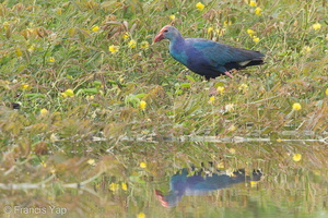 Grey-headed Swamphen-120712-112EOS1D-FYAP3361-W.jpg