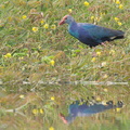 Grey-headed_Swamphen-120712-112EOS1D-FYAP3361-W.jpg