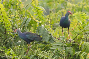 Grey-headed Swamphen-120914-101EOS1D-FY1X6288-W.jpg