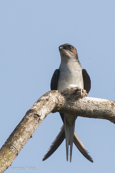 Grey-rumped_Treeswift-110507-102EOS1D-FYAP6400-W.jpg