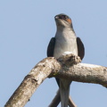 Grey-rumped_Treeswift-110507-102EOS1D-FYAP6400-W.jpg