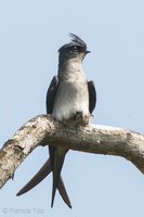 Grey-rumped Treeswift-110507-102EOS1D-FYAP6532-W.jpg