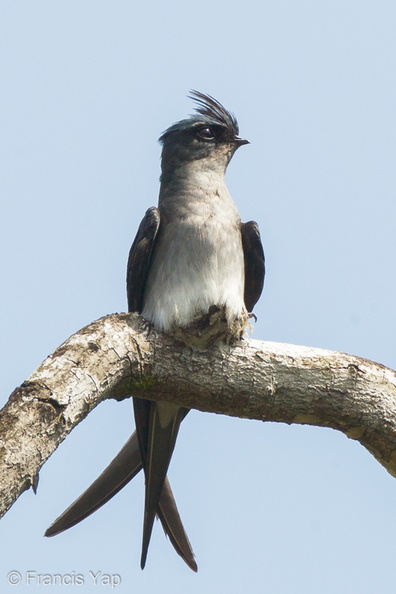 Grey-rumped_Treeswift-110507-102EOS1D-FYAP6532-W.jpg