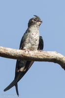 Grey-rumped Treeswift-110508-102EOS1D-FYAP7061-W.jpg