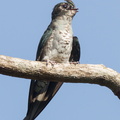 Grey-rumped_Treeswift-110508-102EOS1D-FYAP7061-W.jpg