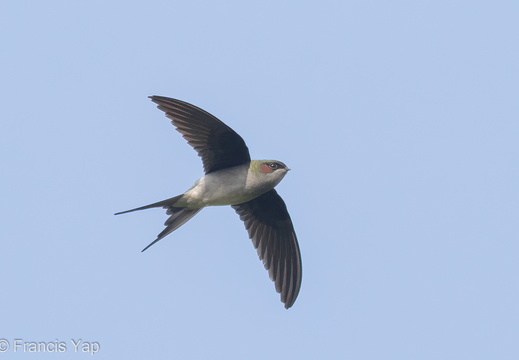 Grey-rumped Treeswift