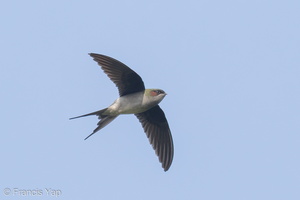 Grey-rumped Treeswift-150121-101EOS7D-FY7D5703-W.jpg