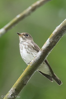 Grey-streaked Flycatcher-211113-128MSDCF-FRY03153-W.jpg