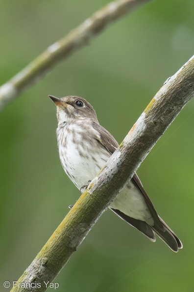 Grey-streaked_Flycatcher-211113-128MSDCF-FRY03153-W.jpg