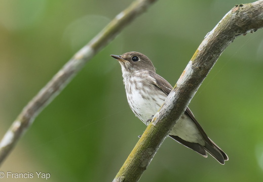 Grey-streaked Flycatcher