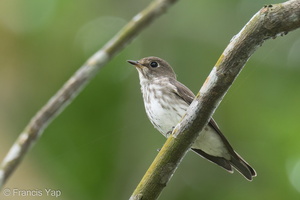 Grey-streaked Flycatcher-211113-128MSDCF-FRY03276-W.jpg