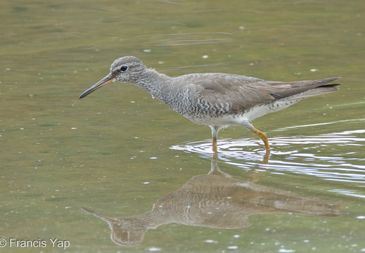 Grey-tailed Tattler - display this album Grey-tailed Tattler