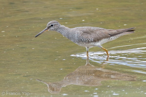 Grey-tailed Tattler-110901-107EOS7D-IMG_5001-W.jpg