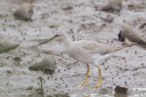 Grey-tailed Tattler-140117-112EOS1D-FY1X9773-W.jpg