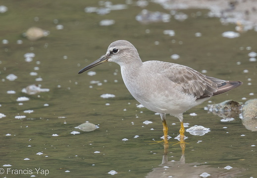 Grey-tailed Tattler