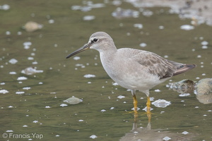 Grey-tailed Tattler-140117-113EOS1D-FY1X0176-W.jpg