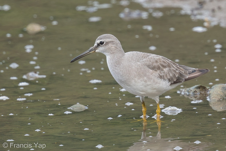 Grey-tailed_Tattler-140117-113EOS1D-FY1X0176-W.jpg