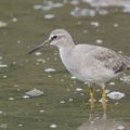 Grey-tailed_Tattler-140117-113EOS1D-FY1X0176-W.jpg