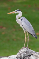 Grey Heron-100909-103EOS7D-IMG_1002-W.jpg