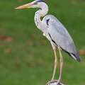 Grey_Heron-100909-103EOS7D-IMG_1002-W.jpg